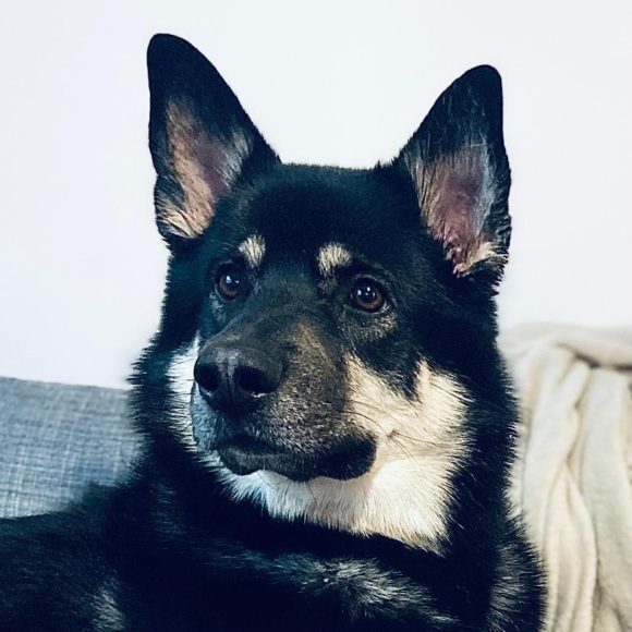 Kasvokuva bussilla toimivasta koulutetusta Koda-koirasta.